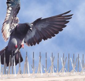 Untitled (400 x 400 px) (770 x 377 px) (276 x 263 px) (2)